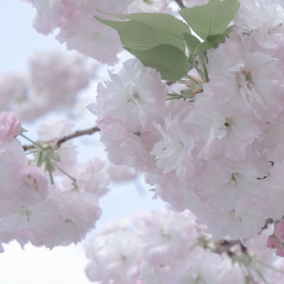 Furry绘画原创灵感兽圈社群